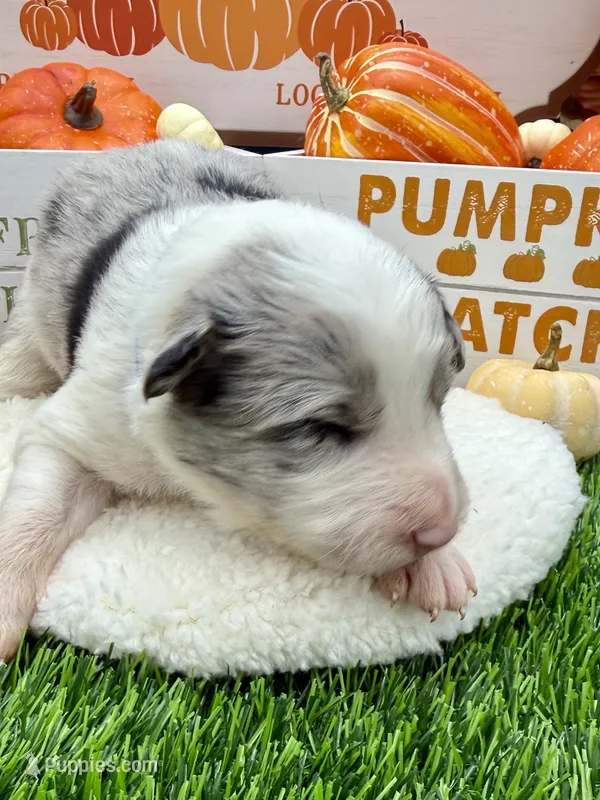 Blue Merle Male Royal blue collar – Border Collie puppy for sale in Inman, SC