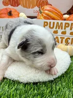 Blue Merle Male Royal blue collar, a male Border Collie for sale in Inman, SC – 1 of 6