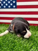 Orange Collar B&W Tri Female, a female Border Collie for sale in Inman, SC – 4 of 7