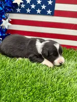 Purple collar B&W male, a male Border Collie for sale in Inman, SC – 5 of 7