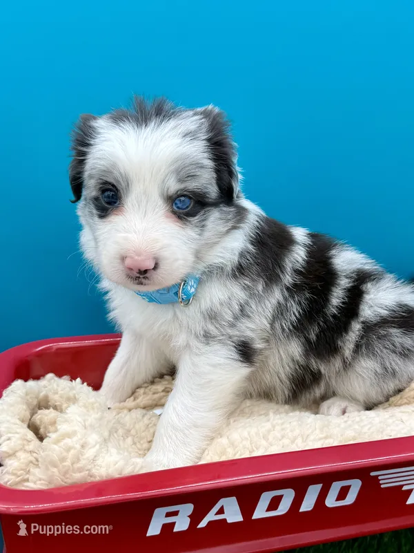 Teal Collar BM female – Border Collie puppy for sale in Inman, SC