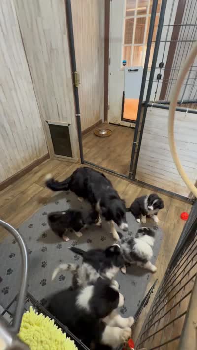 Red Collar B&W male, a male Border Collie for sale in Inman, SC – 9 of 9