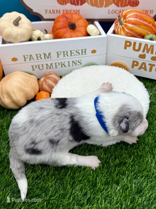 Blue Merle Male Royal blue collar – Border Collie puppy for sale in Inman, SC