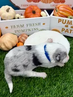 Blue Merle Male Royal blue collar, a male Border Collie for sale in Inman, SC – 4 of 6