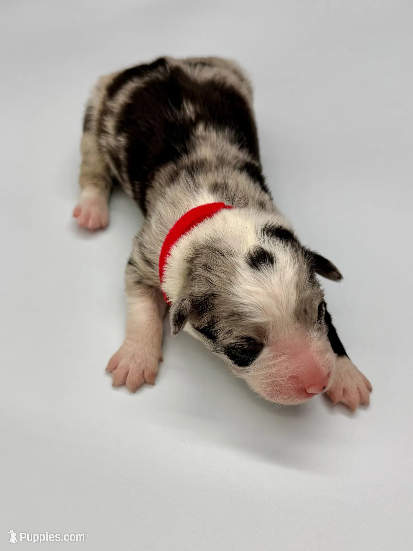 Red Collar Blue Merle F, a female Border Collie for sale in Inman, SC – Photo 4 of 6