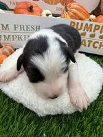 Black/White Male Purple collar, a male Border Collie for sale in Inman, SC – 4 of 7