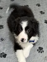 Blue Collar Black/White M, a male Border Collie for sale in Inman, SC – 3 of 10