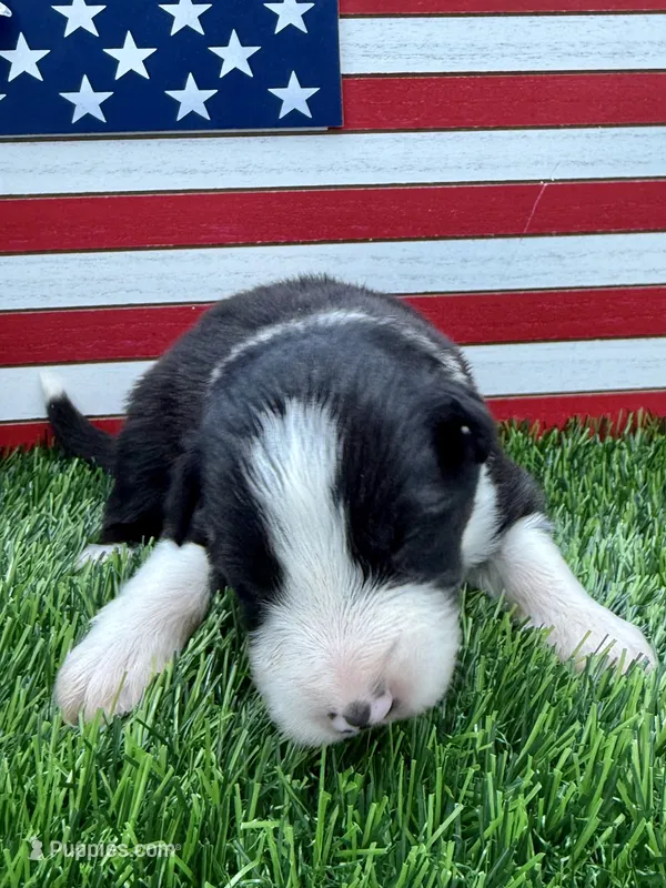 Lime Green Collar B&W male – Border Collie puppy for sale in Inman, SC