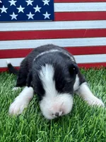 Lime Green Collar B&W male, a male Border Collie for sale in Inman, SC – 1 of 7