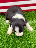 Lime Green Collar B&W male, a male Border Collie for sale in Inman, SC – 2 of 7