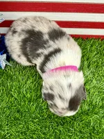 Pink Collar BM female, a female Border Collie for sale in Inman, SC – 3 of 7