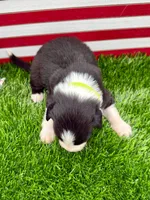Lime Green Collar B&W male, a male Border Collie for sale in Inman, SC – 4 of 7