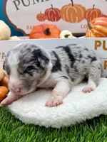 Blue Merle Male Teal Blue collar, a male Border Collie for sale in Inman, SC – 2 of 4