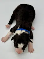 Blue Collar Black/White M, a male Border Collie for sale in Inman, SC – Photo 4 of 7