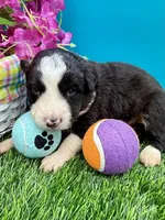 Blue Collar Black/White M, a male Border Collie for sale in Inman, SC – 2 of 9