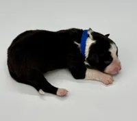 Blue Collar Black/White M, a male Border Collie for sale in Inman, SC – Photo 3 of 7