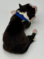 Blue Collar Black/White M, a male Border Collie for sale in Inman, SC – Photo 2 of 7