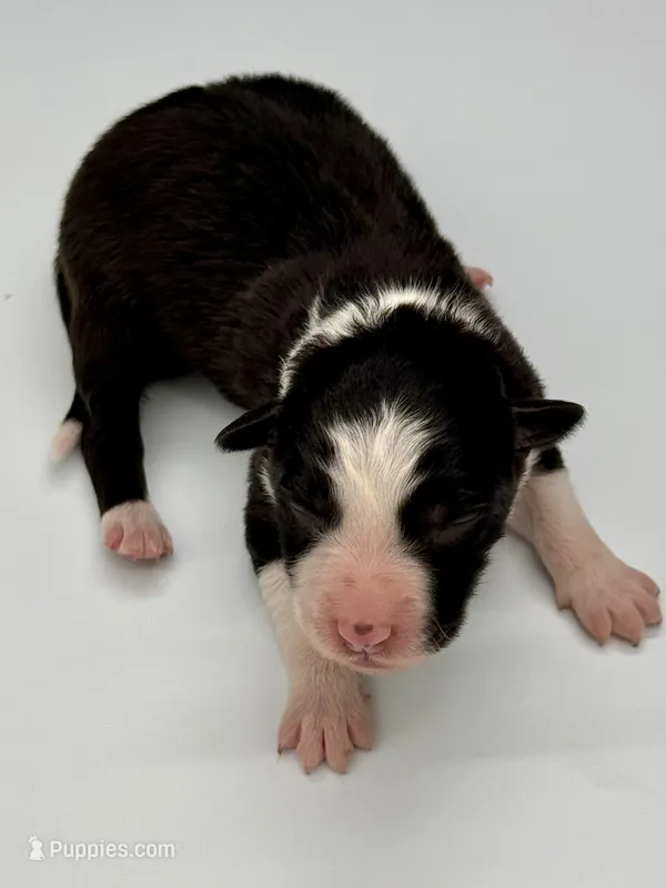 Blue Collar Black/White M – Border Collie puppy for sale in Inman, SC
