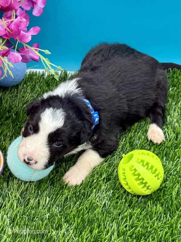 Blue Collar Black/White M – Border Collie puppy for sale in Inman, SC