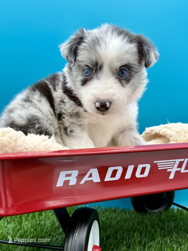 Pink Collar BM female – Border Collie puppy for sale in Inman, SC