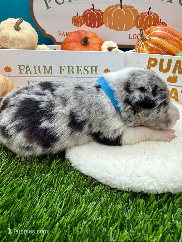 Blue Merle Male Teal Blue collar – Border Collie puppy for sale in Inman, SC