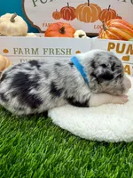 Blue Merle Male Teal Blue collar, a male Border Collie for sale in Inman, SC – 1 of 4