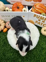 Black & White Male Green collar, a male Border Collie for sale in Inman, SC – 5 of 6