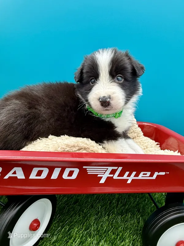 Lime Green Collar B&W male – Border Collie puppy for sale in Inman, SC