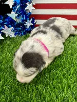 Pink Collar BM female, a female Border Collie for sale in Inman, SC – 4 of 7