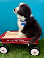Blue Collar Black/White M, a male Border Collie for sale in Inman, SC – 2 of 10
