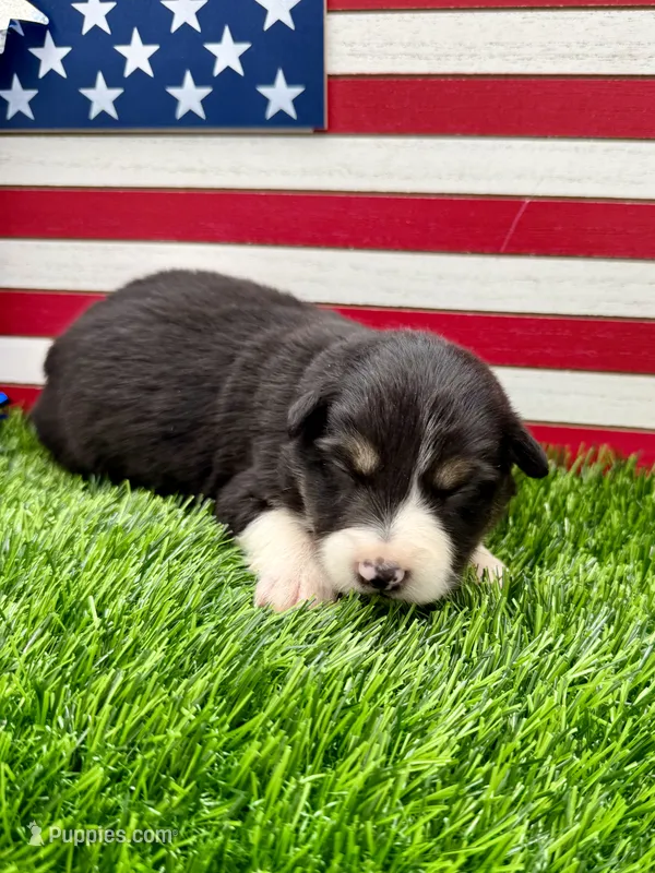 Yellow collar B&W Tri female – Border Collie puppy for sale in Inman, SC
