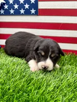 Yellow collar B&W Tri female, a female Border Collie for sale in Inman, SC – 1 of 7