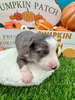 Slate Merle Male Lime Green collar, a male Border Collie for sale in Inman, SC – 4 of 8