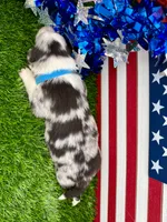 Teal Collar BM female, a female Border Collie for sale in Inman, SC – 5 of 7