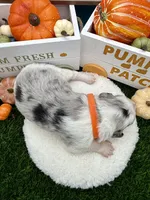 Blue Merle Female Orange collar, a female Border Collie for sale in Inman, SC – 4 of 5