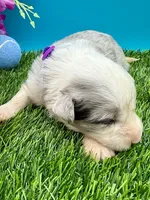 Purple Collar Blue Merle M, a male Border Collie for sale in Inman, SC – 3 of 7