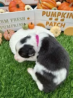 Black & White Female Pink collar, a female Border Collie for sale in Inman, SC – 4 of 4