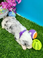 Purple Collar Blue Merle M, a male Border Collie for sale in Inman, SC – 4 of 7