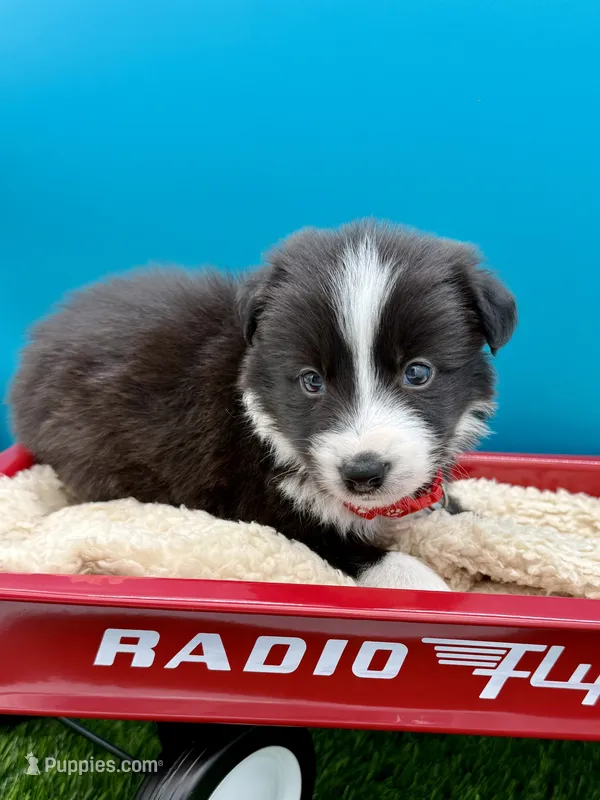Red Collar B&W male – Border Collie puppy for sale in Inman, SC