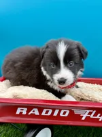 Red Collar B&W male, a male Border Collie for sale in Inman, SC – 1 of 9