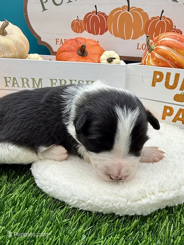 Black & White Male Green collar – Border Collie puppy for sale in Inman, SC