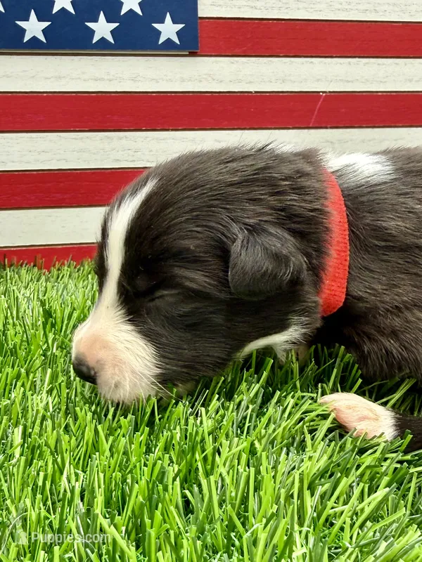 Red Collar B&W male – Border Collie puppy for sale in Inman, SC