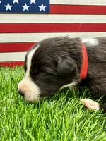 Red Collar B&W male, a male Border Collie for sale in Inman, SC – 1 of 7