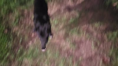 Facility video