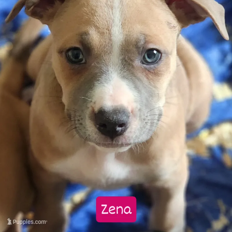 Zena – American Pit Bull Terrier puppy for sale in Riverdale, GA