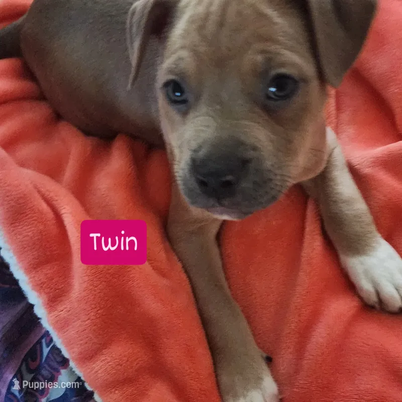 Twin – American Pit Bull Terrier puppy for sale in Riverdale, GA