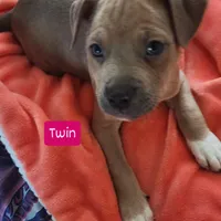 Twin, a female American Pit Bull Terrier for sale in Riverdale, GA – 1 of 1