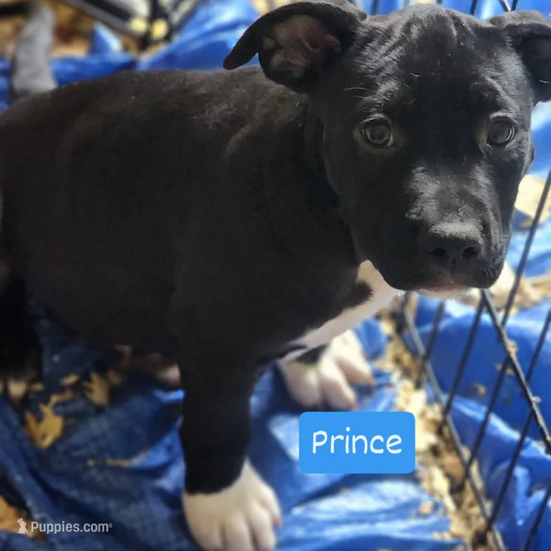 Prince – American Pit Bull Terrier puppy for sale in Riverdale, GA