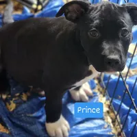 Prince, a male American Pit Bull Terrier for sale in Riverdale, GA – 1 of 1