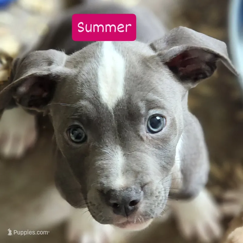 Summer – American Pit Bull Terrier puppy for sale in Riverdale, GA